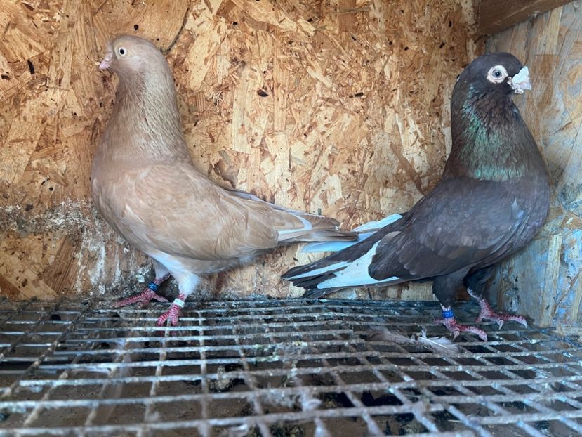 18 - 6-perechi matca 2023