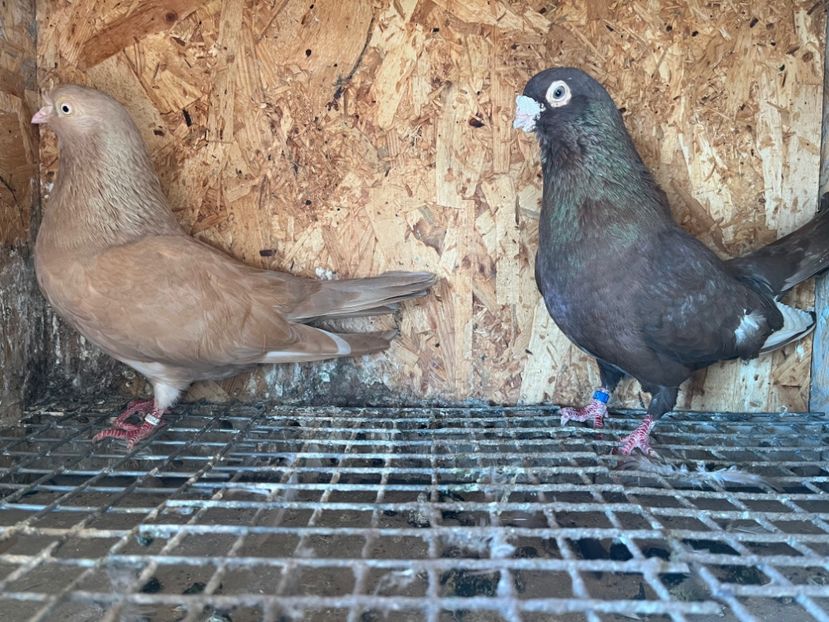  - 6-perechi matca 2023