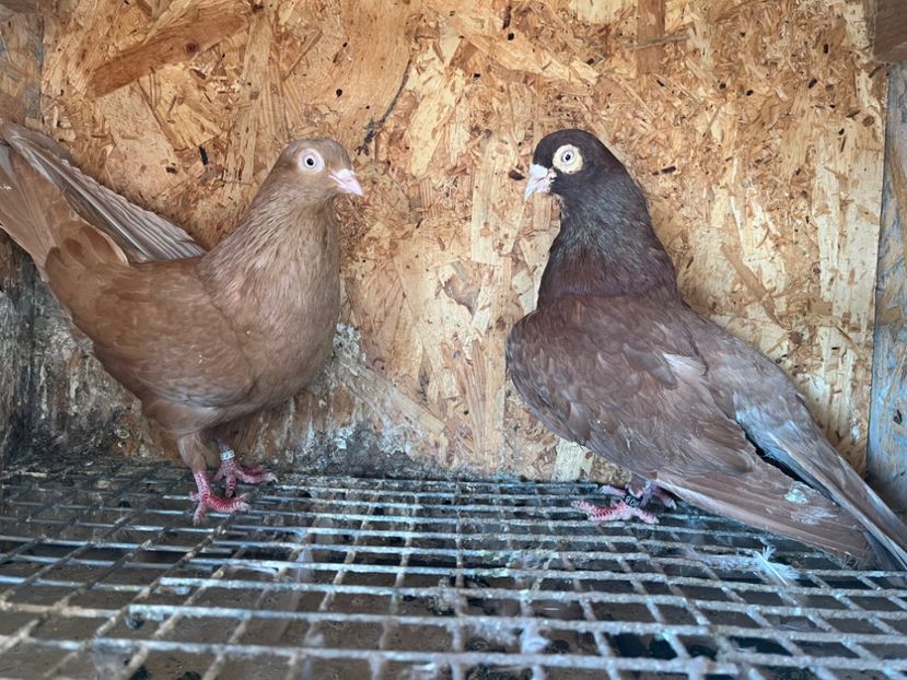 19 - 6-perechi matca 2023