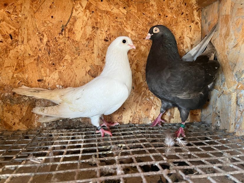 20 - 6-perechi matca 2023