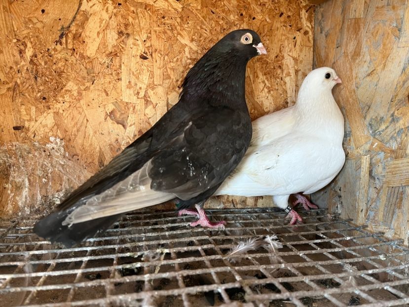  - 6-perechi matca 2023