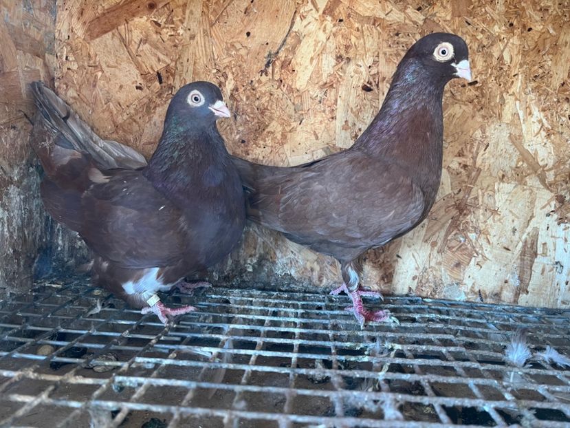  - 6-perechi matca 2023