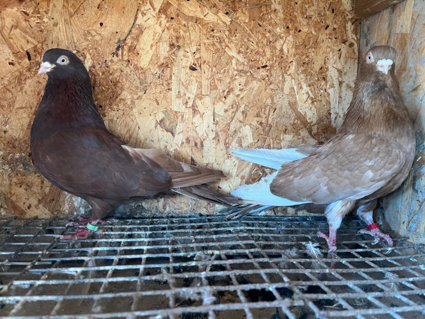 22 - 6-perechi matca 2023