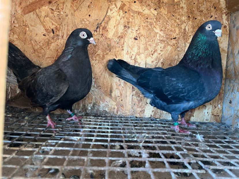 23 - 6-perechi matca 2023