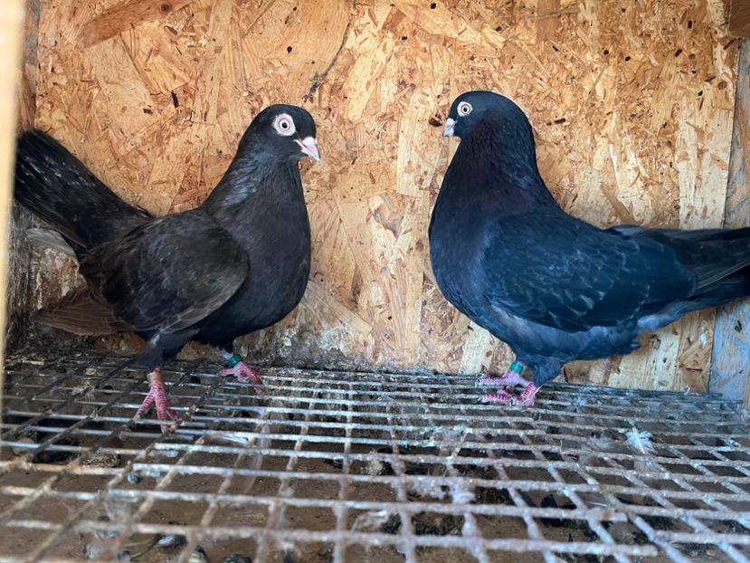  - 6-perechi matca 2023