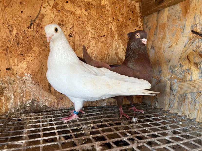 24 - 6-perechi matca 2023