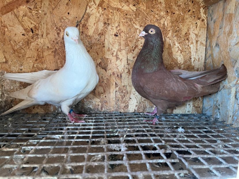  - 6-perechi matca 2023