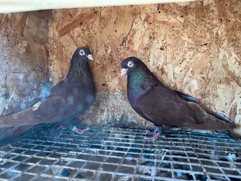 25 - 6-perechi matca 2023