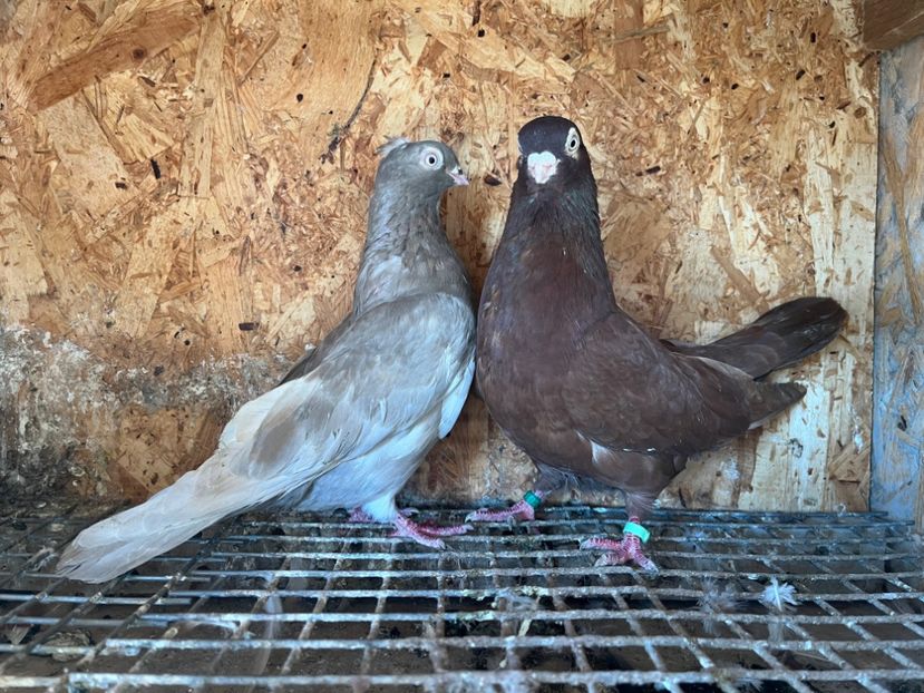  - 6-perechi matca 2023