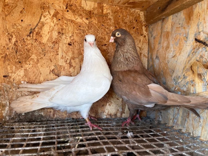 27 - 6-perechi matca 2023