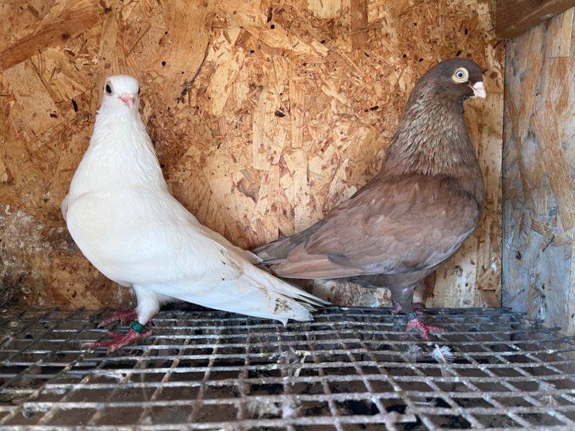  - 6-perechi matca 2023