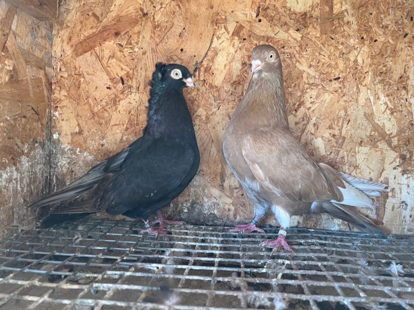 28 - 6-perechi matca 2023