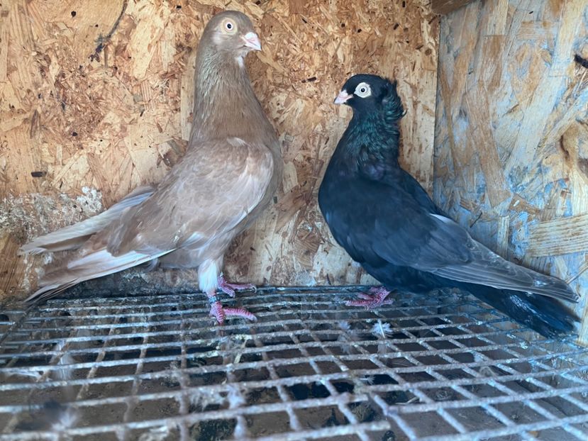  - 6-perechi matca 2023