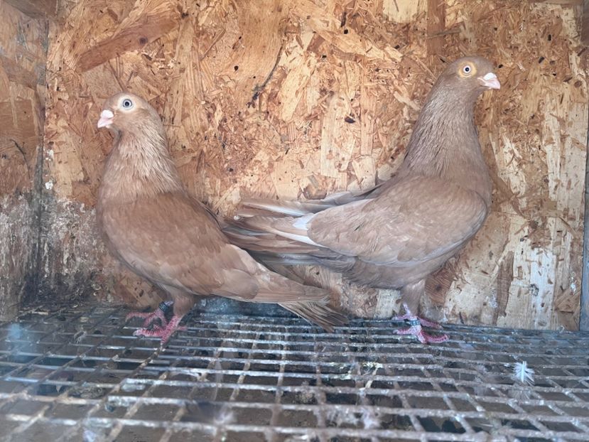 29 - 6-perechi matca 2023