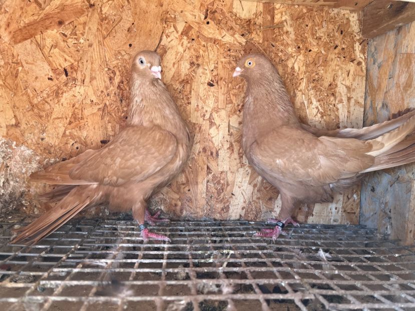  - 6-perechi matca 2023