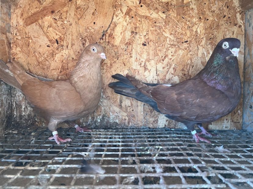 30 - 6-perechi matca 2023