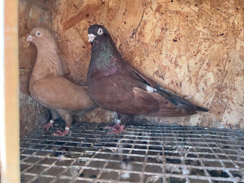  - 6-perechi matca 2023