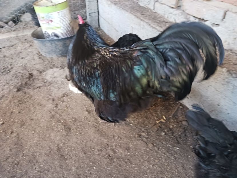  - Australorp 2023