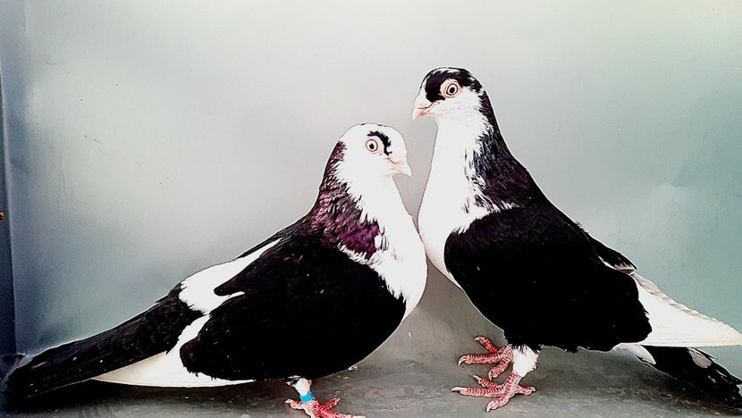 Perechea  26 - B - Perechi 2023