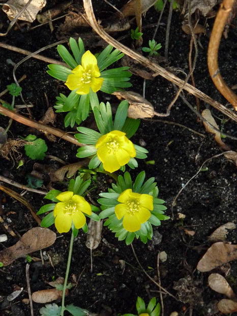  - 2022 - 04 - 2023 - 00 - Iarna