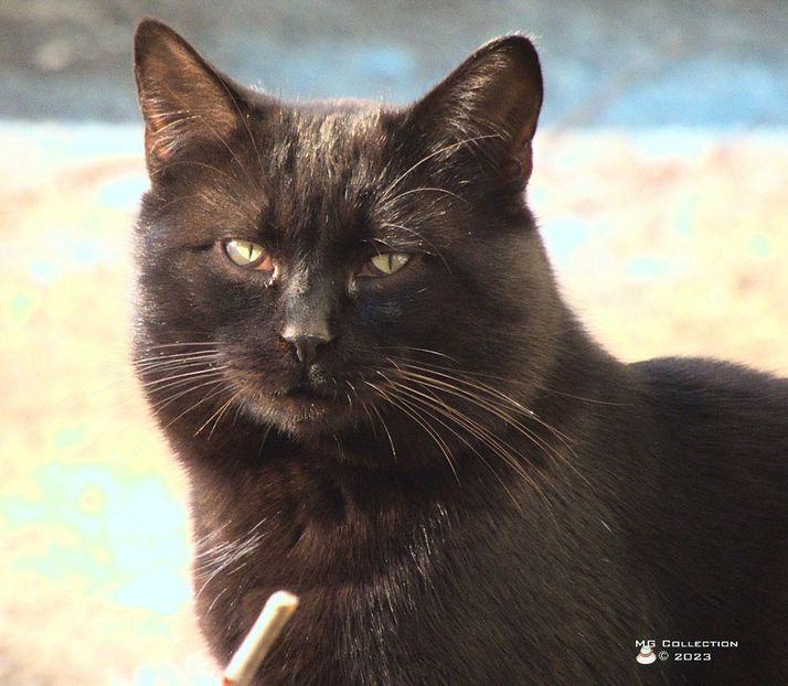 w-23Black Cat - ANIMALE-PISICI si CAINI - CATS AND DOGS