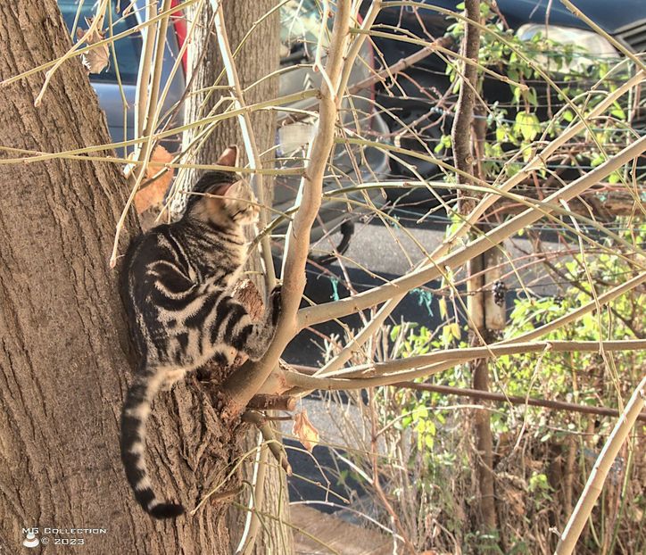 w-23Cat23 - --- PISICI si CAINI - CATS AND DOGS