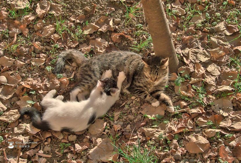 w-23-Cat24 - --- PISICI si CAINI - CATS AND DOGS