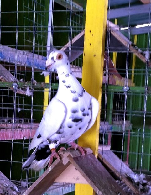  - Voiajori stil vechi