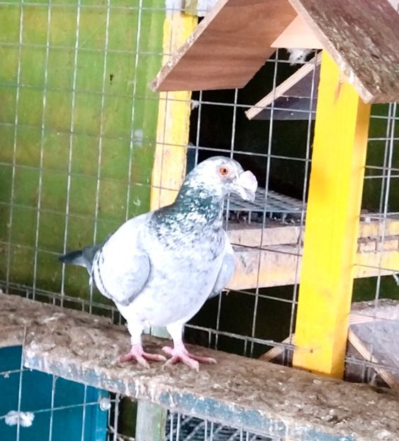  - Voiajori stil vechi