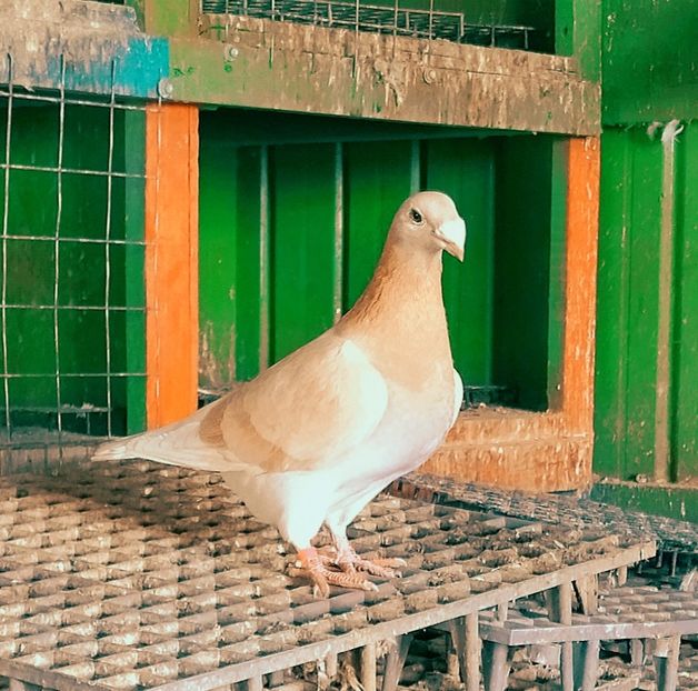  - Voiajori stil vechi