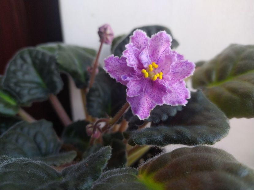 17 februarie 2023 - ZZZ_Mellow Magic