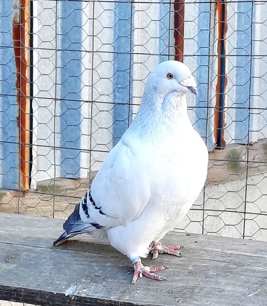  - MATCĂ 2023