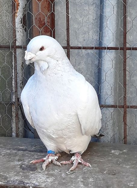  - MATCĂ 2023