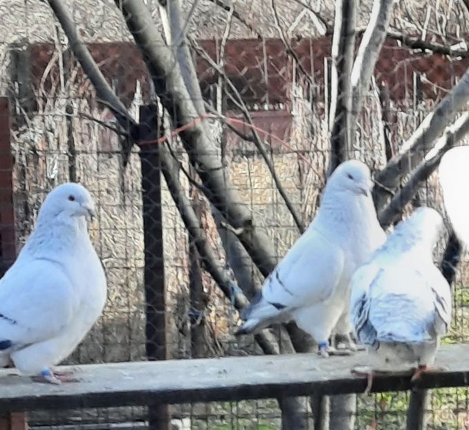  - MATCĂ 2023