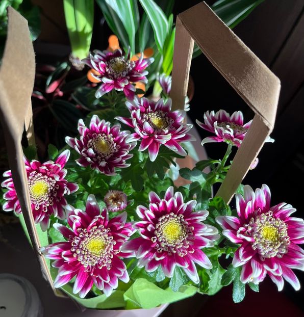 F298878F-A5C5-4646-B7FF-C08086723475 - Ianuarie -Februarie 2023