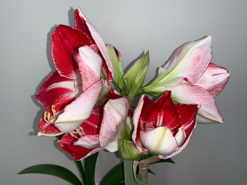  - Plante de interior 2023