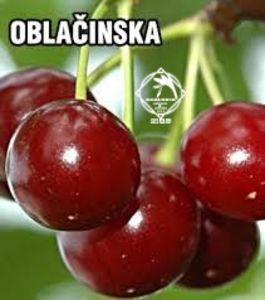 visin pitic OBLACINSKA1 - VISIN PITIC soiul Oblačinska