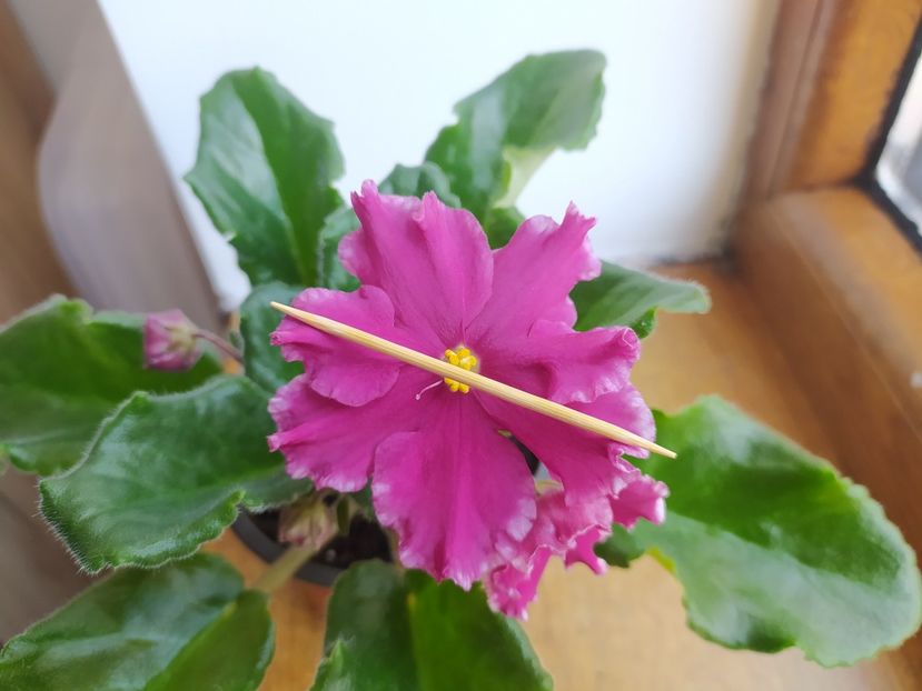 18 februarie 2023 - AV Samuraj