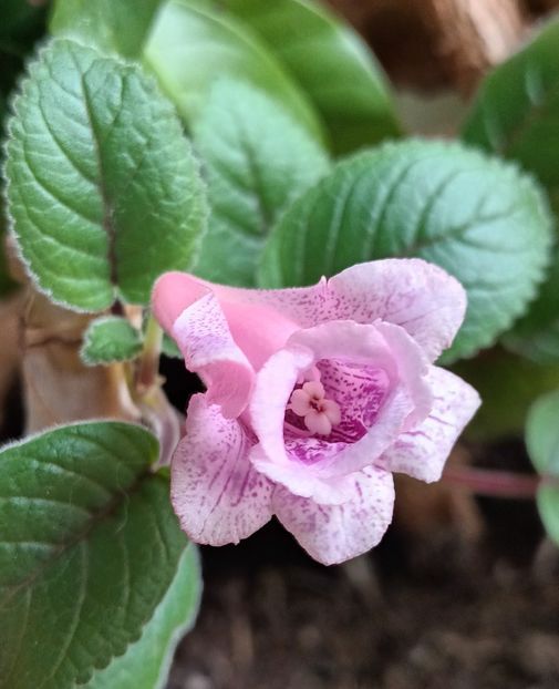 2❤️23 _ Party dress - Sinningiuțe