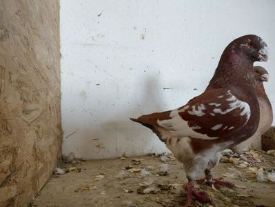 M 2020 - Masculi 2021