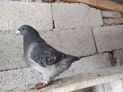 M 2021 - Masculi 2021