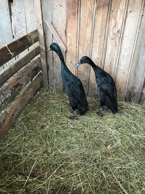 730452E5-E1A4-46F9-852B-4A59C52E358C - Rate alergătoare indiene - negru