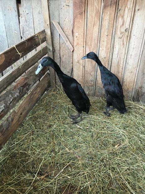 34746B3E-A541-4FF2-9395-8BFE5573E533 - Rate alergătoare indiene - negru