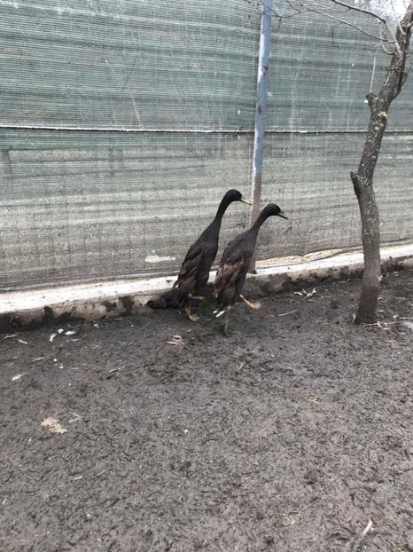 D2563633-A736-4978-B976-226114E77733 - Rate alergătoare indiene - maro