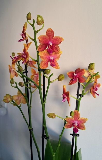 Bronze Buddha (Magical) - Phalaenopsis 2