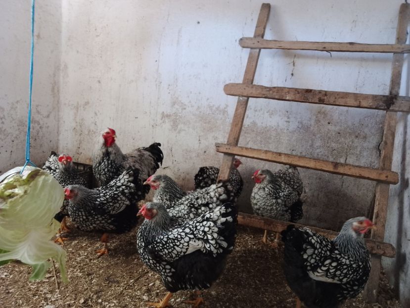  - Wyandotte argintiu negru bordurat 2023