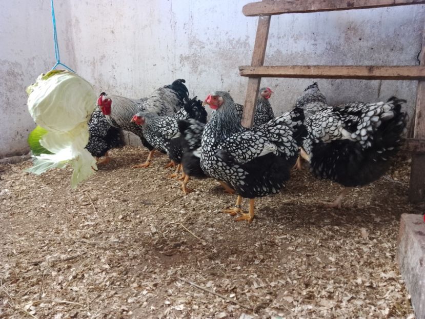  - Wyandotte argintiu negru bordurat 2023
