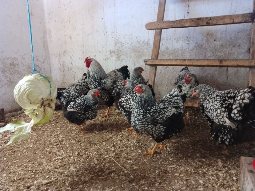 - Wyandotte argintiu negru bordurat 2023