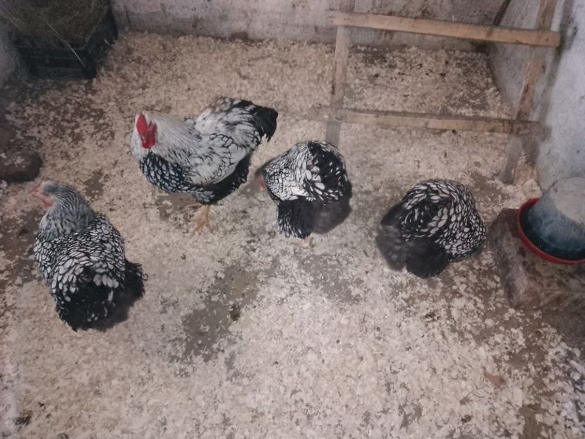  - Wyandotte argintiu negru bordurat 2023