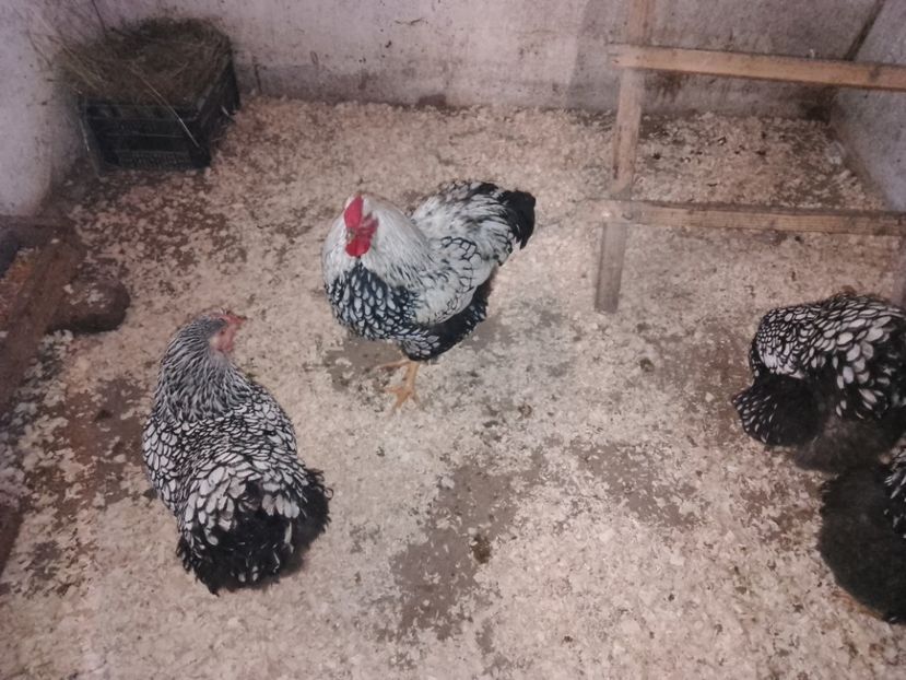  - Wyandotte argintiu negru bordurat 2023